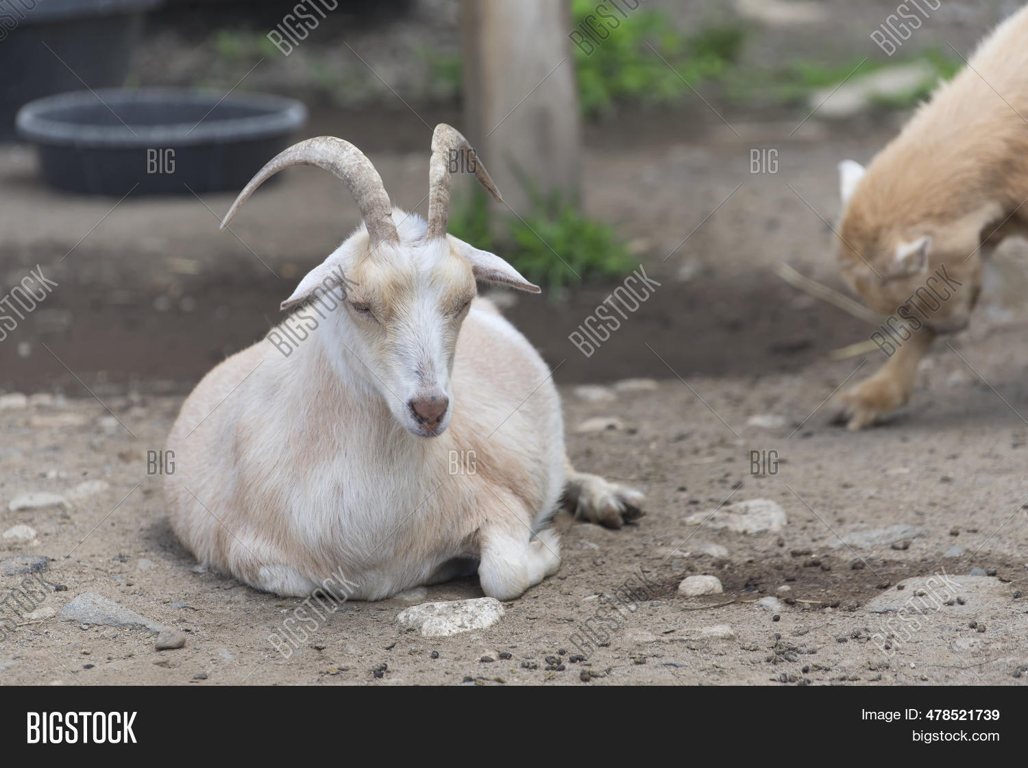Goat Sleeping On Image & Photo (Free Trial) Bigstock