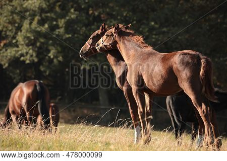 Horses sunrise sunset Nature background animal Nature background animal Nature colt foal pony Nature background animal Nature pet Horse animal Nature pet Nature pastrure Nature background pet animal Nature pet Nature stallion Nature mare Nature background
