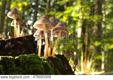 Mushrooms tree trunk Closeup Nature Macro plant Nature background trees Nature background Nature background Mushroom Nature autumnal Nature background Nature background Autumn forest Nature background outdoor Nature background Nature background.