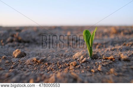 The Plant Comes Out Of The Ground At Sunset. Corn Sprouts In The Field. Sunset In A Field Where Agri