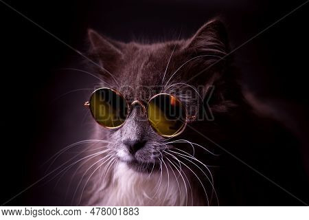 Portrait Of A Gorgeous Fluffy Grey Cat With A White Chest Wearing Moony Sunglasses Against Darkness.