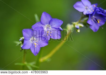 Close Up Of A Polemonium Caeruleum Flower (jacobs Ladder) In Bloom On A Natural Background. Selectiv