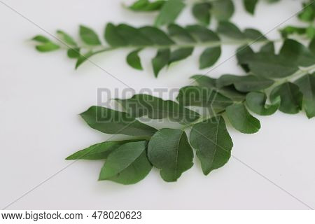 Curry Leaves Are The Foliage Of The Curry Tree Or Murraya Koenigii