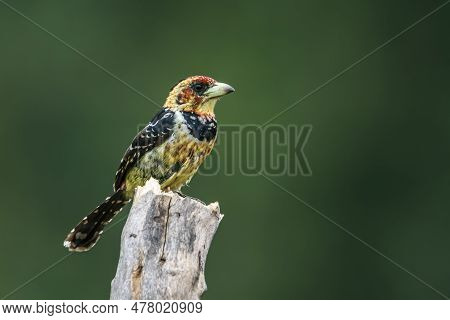 Crested Barbet Standing On A Branch Isolated In Natural Background In Kruger National Park, South Af