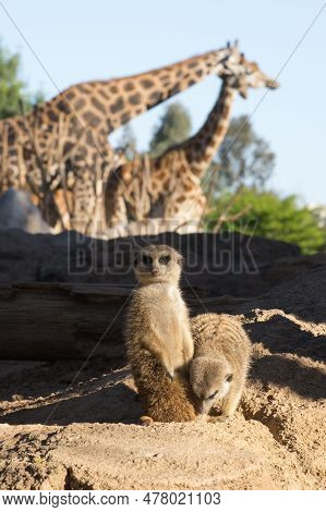 Cute Animal Surikate Meerkats. Fury Meerkat Is Keeping Watch.