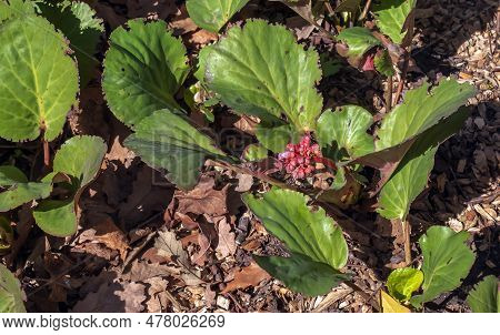 Elephants Ears Flowers And Leaves - Latin Name - Bergenia Crassifolia L