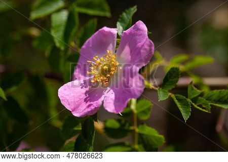 Flower Of A Glaucous Dog Rose, Rosa Dumalis
