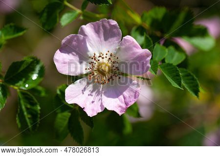Flower Of A Glaucous Dog Rose, Rosa Dumalis