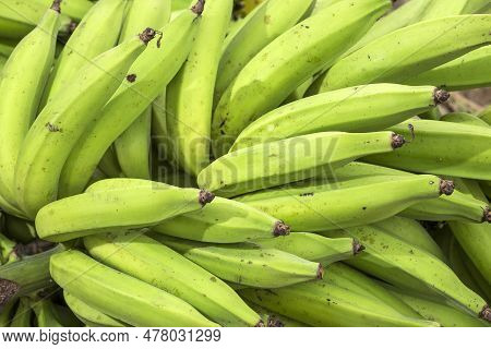 Fresh Unripe Banana, Harvested Tropical Fruit Green Background