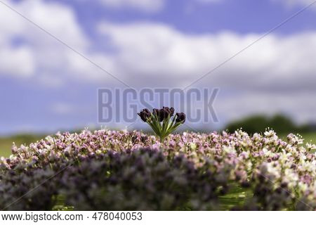Flowers Of Wild Carrot Close-up On A Blurred Background. Selective Focus