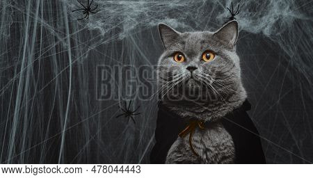 Portrait Of A Cat In A Cape On A Dark Gray Background Closeup. Halloween Cat In A Vampire Costume. B