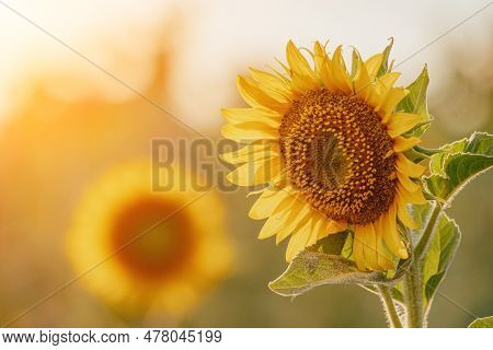 Bright Sunflower Flower: Close-up Of A Sunflower In Full Bloom, Creating A Natural Abstract Backgrou