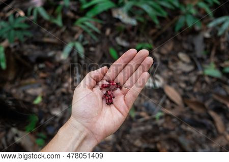 Close-up Of Hand Of An Unrecognizable Female White European Tourist Visiting The Amazon Rainforest I