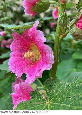 Pink Mallow, Large Flower In Full Bloom, Pollen In A Mallow Flower, Summer Mallow Flower, Twig With 