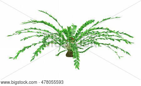 3d Rendering Of A Green Encephalartos Ferox Cycad Isolated On White Background