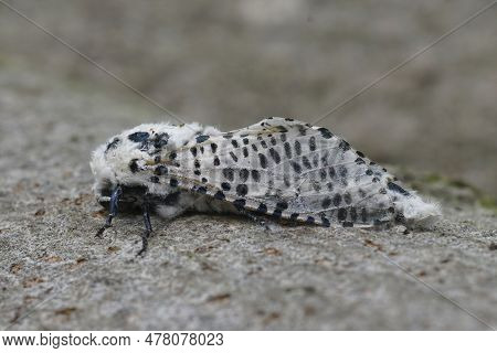 Detailed Closeup On The White And Black Colored Leopard Moth , Zeuzera Pyrina, A Pest Species For Fr