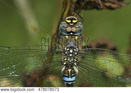 Natural Closeup On A Blue Migrant Hawker Dragonfly, Aeshna Mixta Hanging In The Vegetation