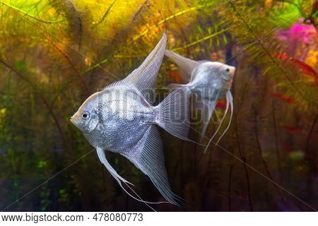 Tropical Fish Pterophyllum Scalare Altum, Angelfish Swimming In Aquarium Water Wtih Green Algae. Two