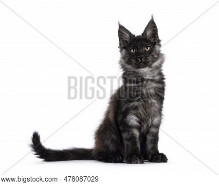 Adorable Impresive Black Smoke Maine Coon Cat Kitten, Sitting Up Side Ways. Looking Straight At Came