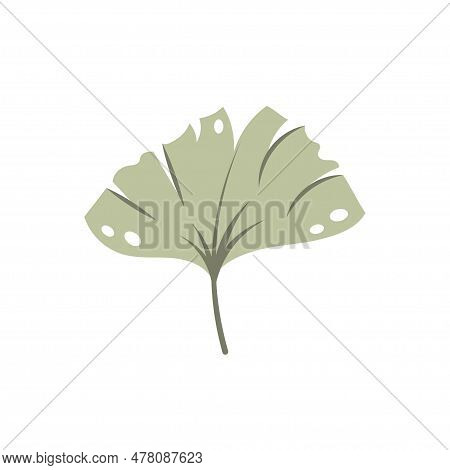 Beautiful Flat Ginkgo Leaf. Jungle Foliage Illustration. Plant Floral Design. Summer Botanical Print