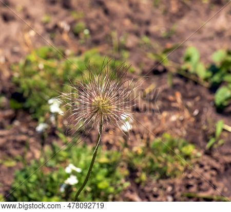 Closeup Of The Wiry Pulsatilla Vulgaris Silky Seed Heads