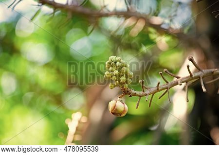 Closeup Of Cannonball Flower Plant. Cannonball Flower Tropical Plant. Photo Of Cannonball Flower.