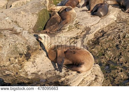 Photo Of Sealion Relax In Wildlife Fauna. Sealion In Wildlife At Rock. Sealion In Wildlife At Rock.