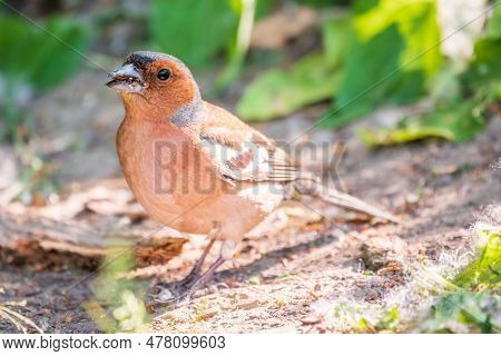 Common Chaffinch, Fringilla Coelebs, Sits On The Ground In Spring. Common Chaffinch In Wildlife.
