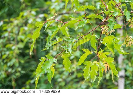 Summer Branches Of Maple Tree With Green Leaves And Seeds. Summer Background With Copy Space. Close-