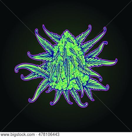 Stunning Appearance Cannabis Indica Buds Botanical Illustration Vector Illustrations For Your Work L