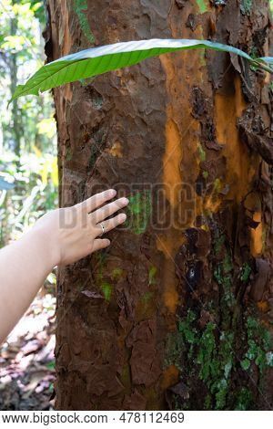 Close-up Photo Of A Hand Of An Unrecognizable White Woman With A Ring Touching A Tree Trunk In A Pri