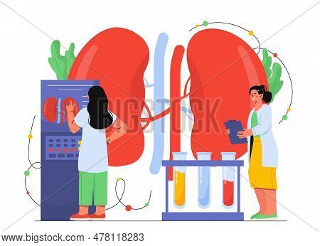 Women Examining Kidneys Concept. Doctor In Uniform With Test Tubes And Internal Organs. Scientific A