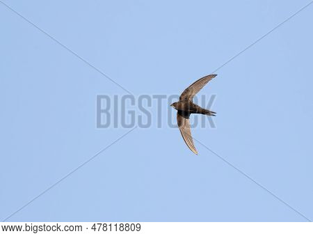 Common Swift, Apus Apus. A Bird Flies Against A Blue Sky