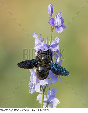 Xylocopa Valga, Carpenter Bee. An Insect Gathers Nectar