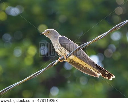Common Cuckoo, Cuculus Canorus. A Bird Sits On An Electric Cable