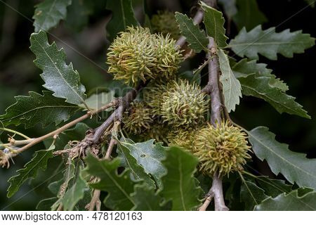 An Oak (quercus Cerris) Branch With Acorns And Leaves Grows In The Forest On A Summer Day