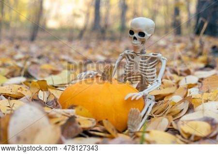 Skeleton Holding Pumpkin, Zucchini, Pattison For Halloween On The Background Of Yellow Fallen Autumn
