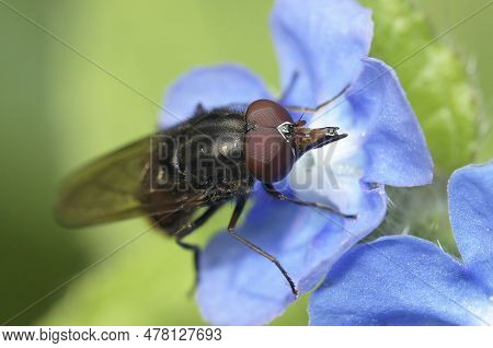 Natural Closeup Of A Common Snoutfly,rhingia Campestris, On A Blue Flower Of Pentaglottis Sempervire