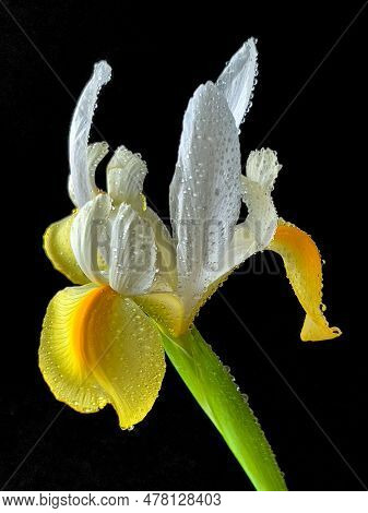 Iris Xiphium, Commonly Known As The Spanish Iris On Black Background