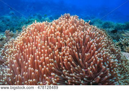 Coral Reef In South Pacific Off The North Coast Of The Island Of Bali