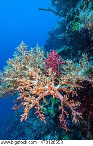 Coral Reef In South Pacific Off The North Coast Of The Island Of Bali