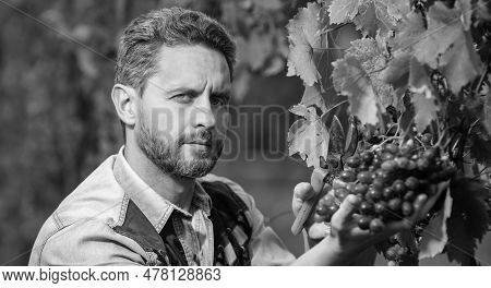 Portrait Of Man Harvester On Summer Harvest. Enologist With Garden Scissors.