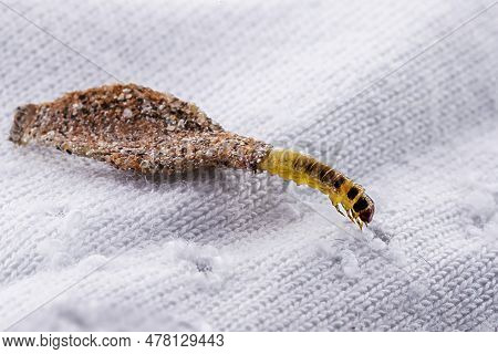 Wall Moth Larvae, Or Clothing Moths, Feed On Fur, Wool, Dead Skin Fragments, Hair And Paper. Pierces