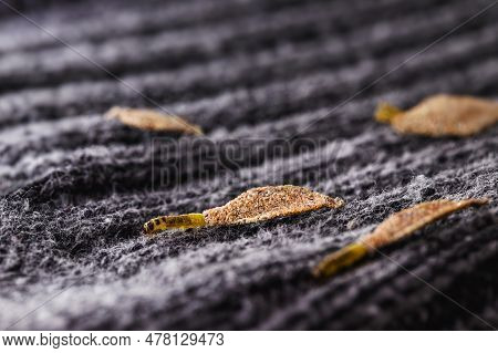 Wall Moth Larvae, Or Clothing Moths, Feed On Fur, Wool, Dead Skin Fragments, Hair And Paper. Pierces
