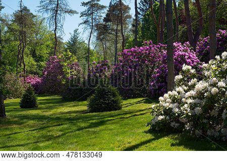 Pink And White Rhodoendrons Growing In An Ohio Park