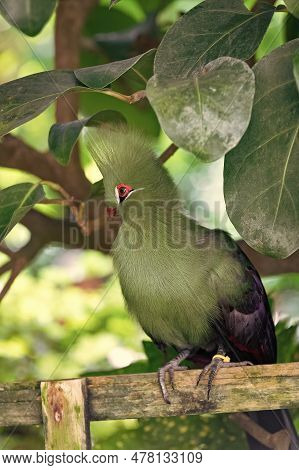 Cute Exotic Tauraco Bird With Green Feather. Exotic Tauraco Bird Outdoor.