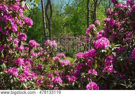Pink Rhododendrons Close Up And In The Distance In An Ohio Park