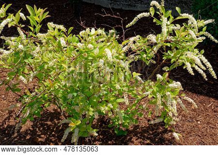A Small Sweetspire Little Henry Bush Bright Green With Long White Clusters Of Flowers Blooming In A 
