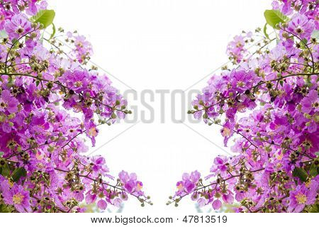 Cananga Flowers