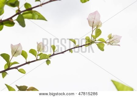Bougainvillea Isolate